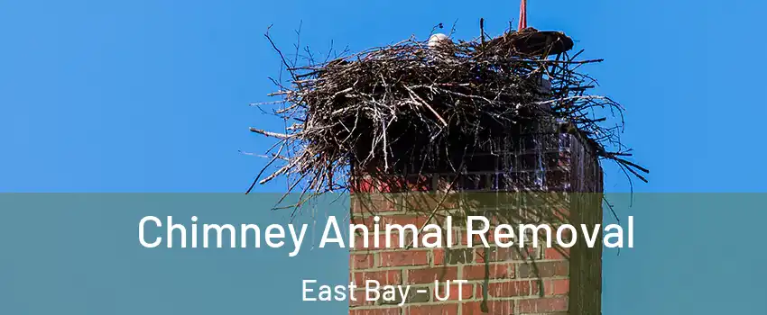 Chimney Animal Removal East Bay - UT