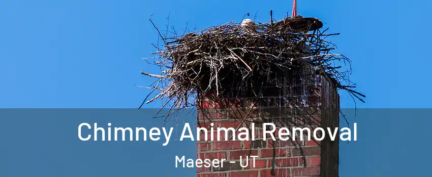 Chimney Animal Removal Maeser - UT