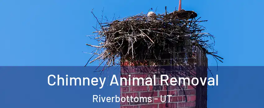 Chimney Animal Removal Riverbottoms - UT