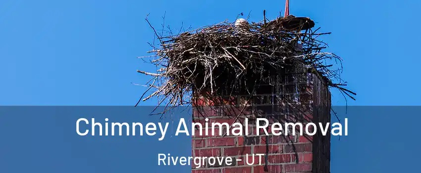 Chimney Animal Removal Rivergrove - UT