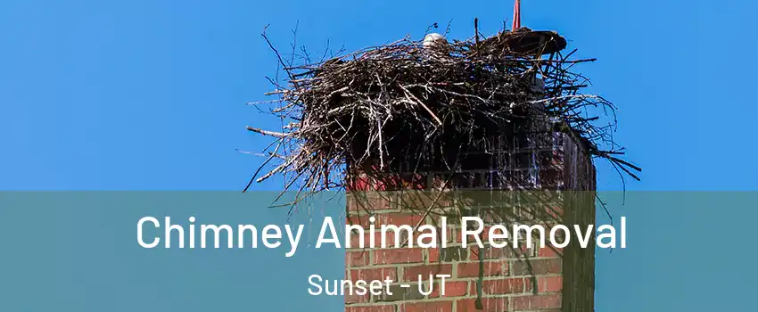 Chimney Animal Removal Sunset - UT